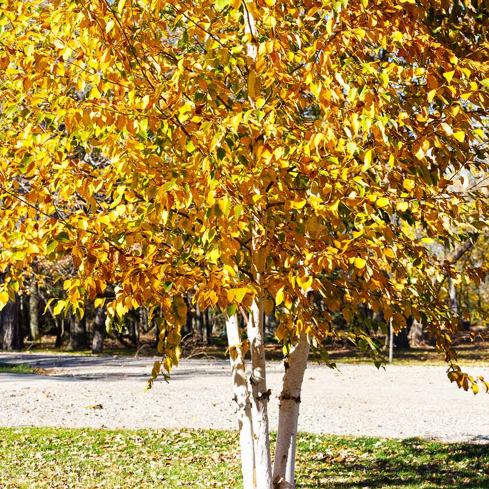 Paper Birch Tree 3 Paper Birch Tree