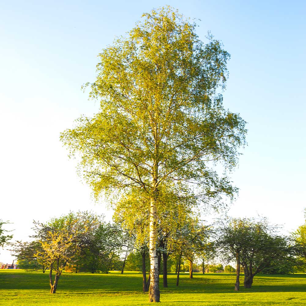 Paper Birch Tree 4 Paper Birch Tree