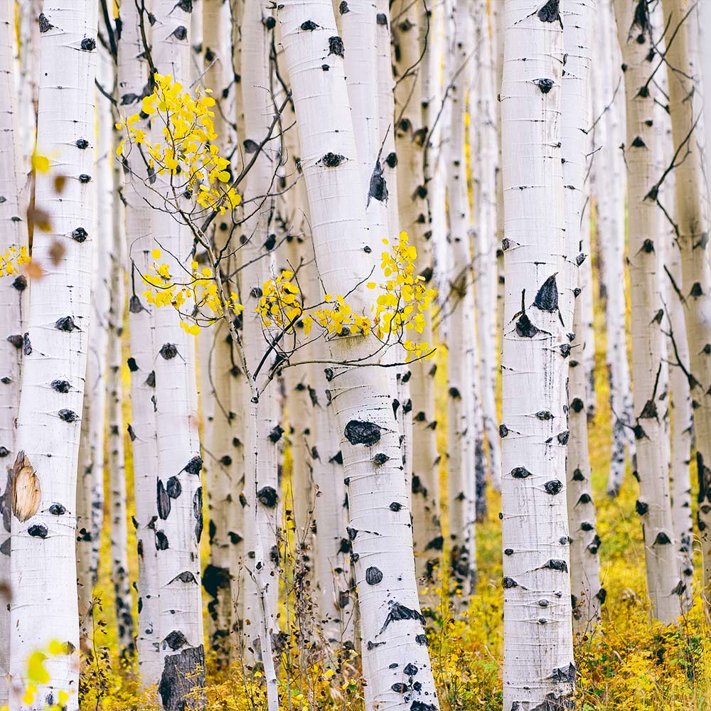 Paper Birch Tree 5 Paper Birch Tree