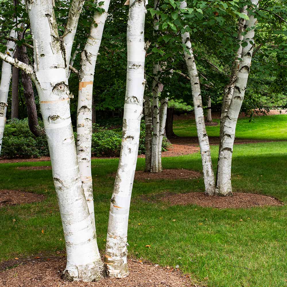 Paper Birch Tree 6 Paper Birch Tree
