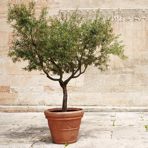 Frantoio Olive Tree 1 Frantoio Olive Tree