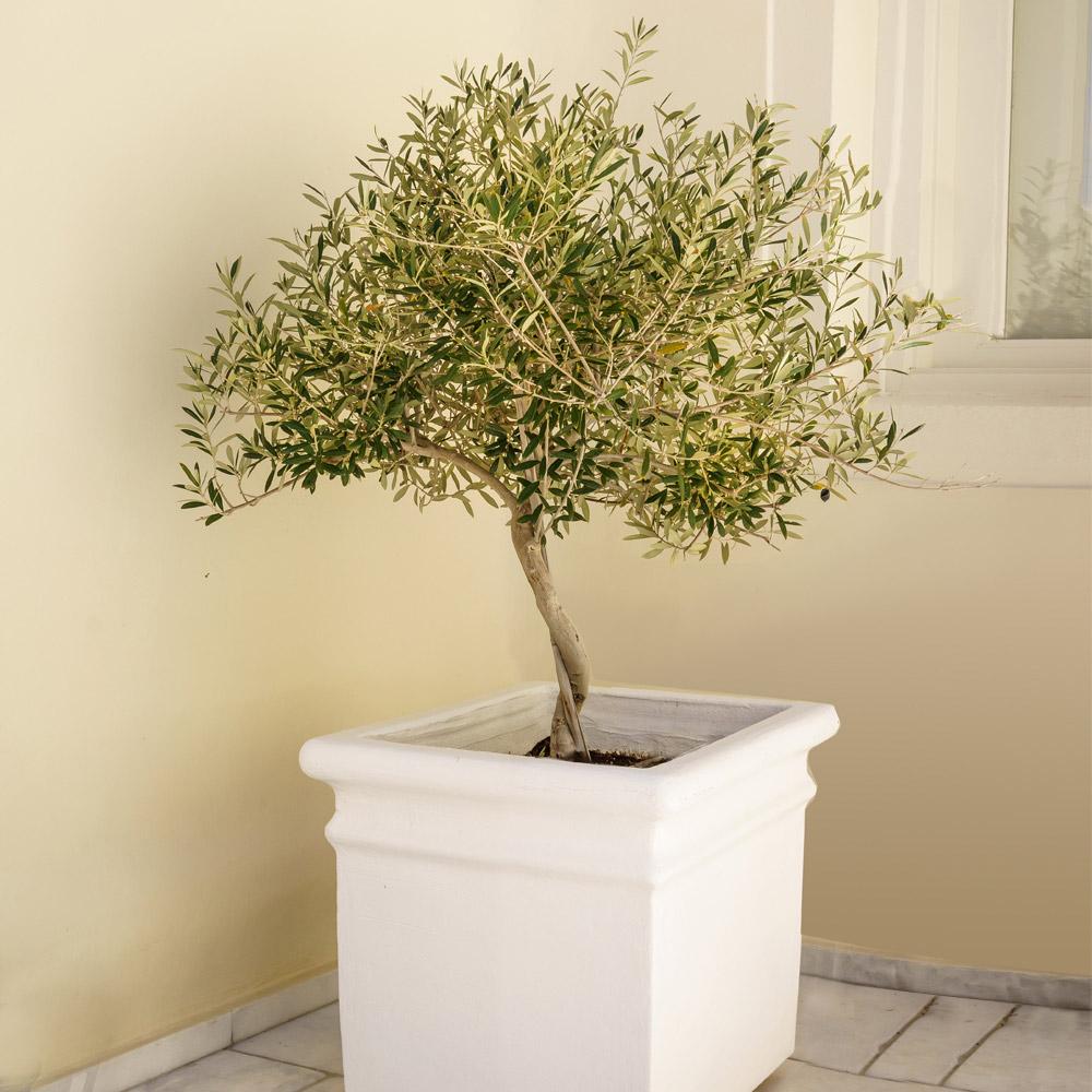 Frantoio Olive Tree 3 Frantoio Olive Tree
