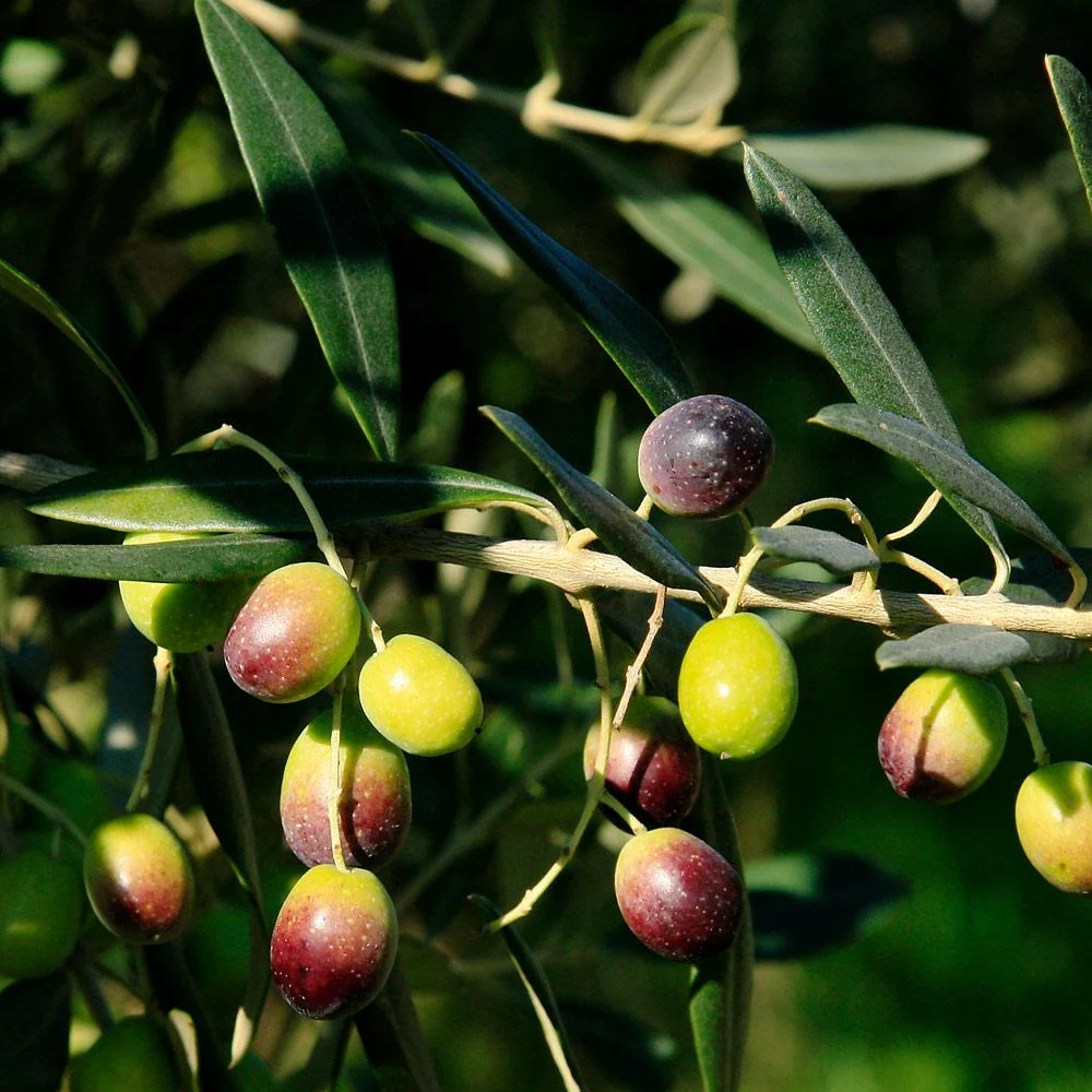 Frantoio Olive Tree 4 Frantoio Olive Tree