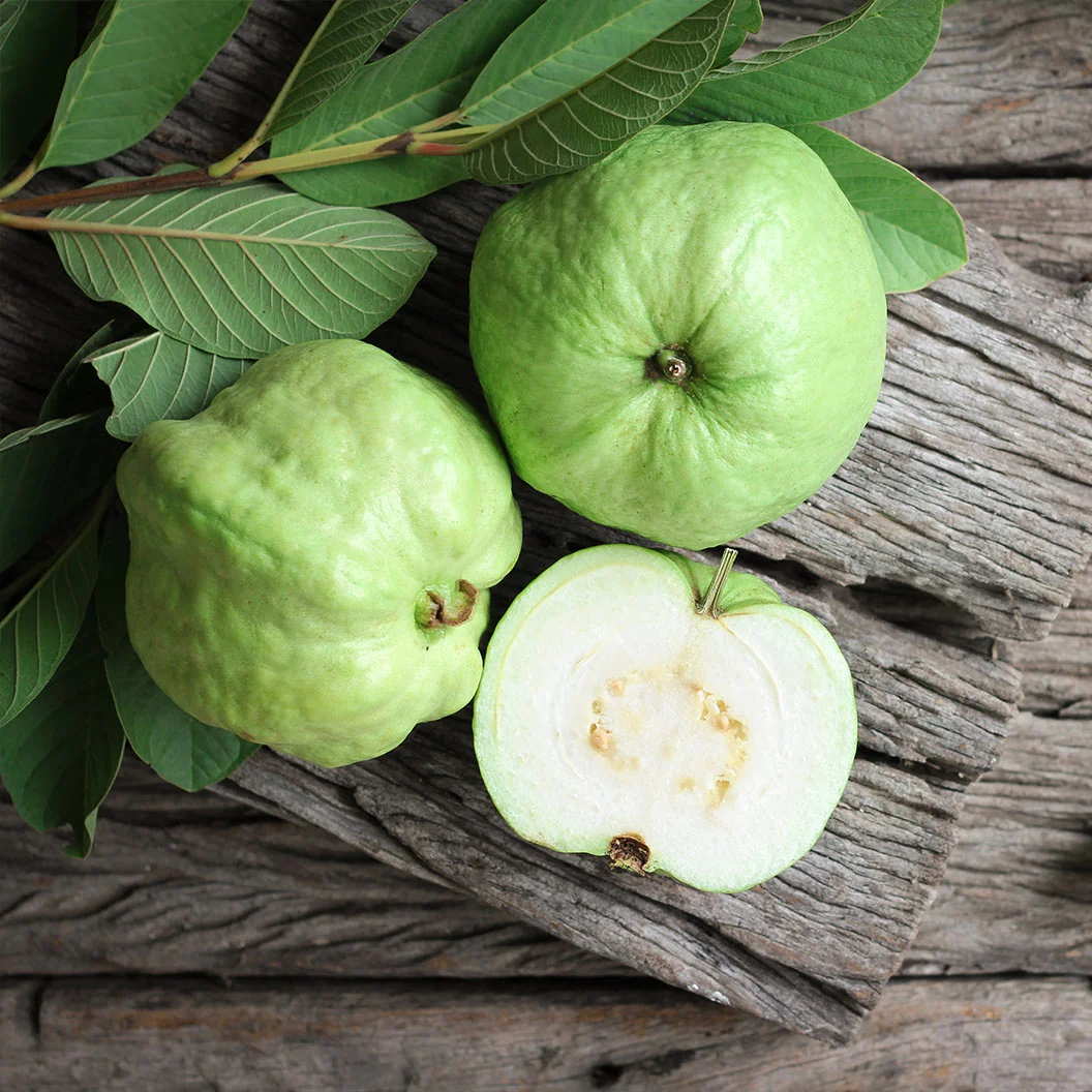 Tropical White Guava Tree 2 Tropical White Guava Tree
