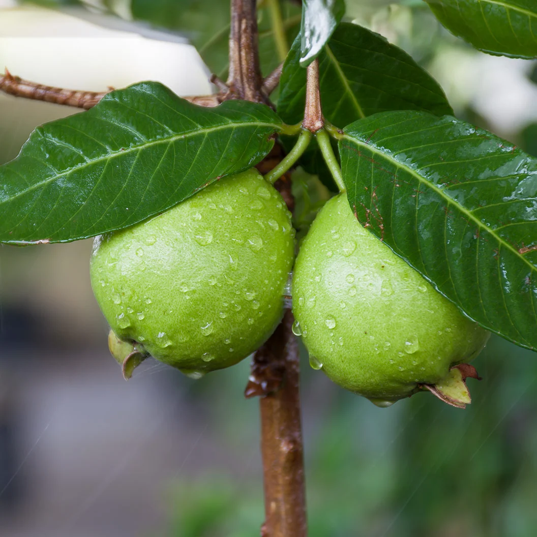Tropical White Guava Tree 3 Tropical White Guava Tree