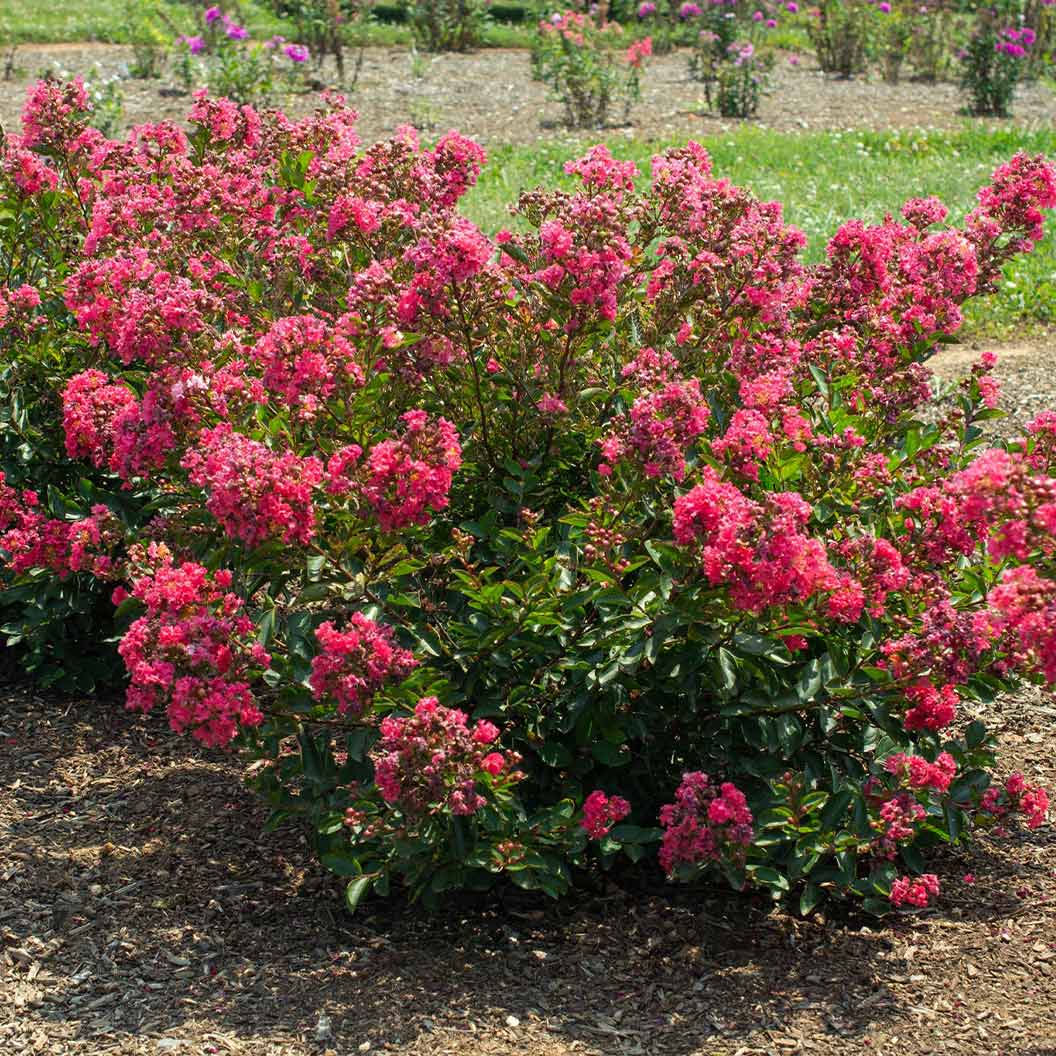 Bloomables® Bellini® Raspberry Crape Myrtle Tree 2 Bloomables® Bellini® Raspberry Crape Myrtle Tree