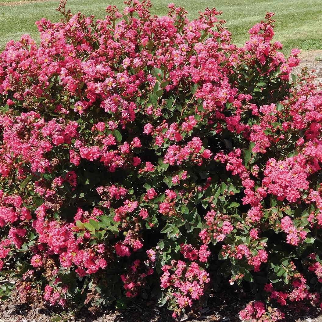 Bloomables® Bellini® Raspberry Crape Myrtle Tree 3 Bloomables® Bellini® Raspberry Crape Myrtle Tree