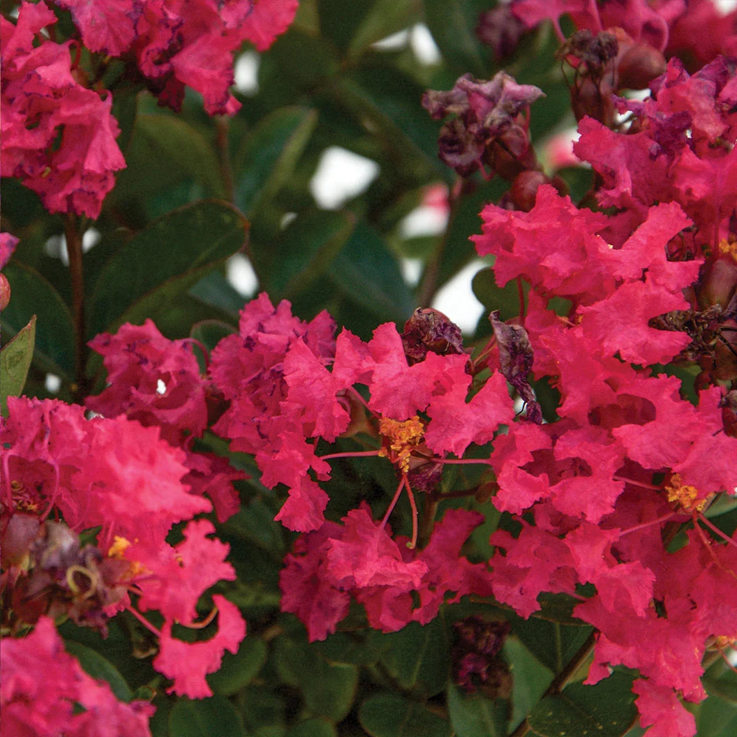 Bloomables® Bellini® Raspberry Crape Myrtle Tree 4 Bloomables® Bellini® Raspberry Crape Myrtle Tree