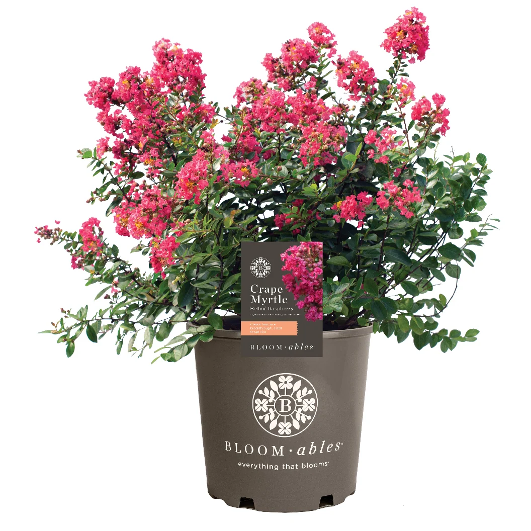 Bloomables® Bellini® Raspberry Crape Myrtle Tree 5 Bloomables® Bellini® Raspberry Crape Myrtle Tree