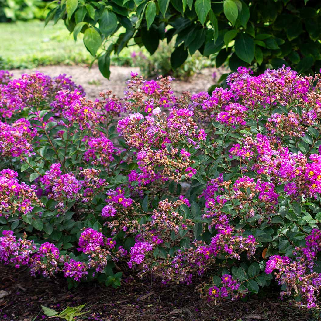 Bloomables® Bellini® Grape Crape Myrtle Shrub