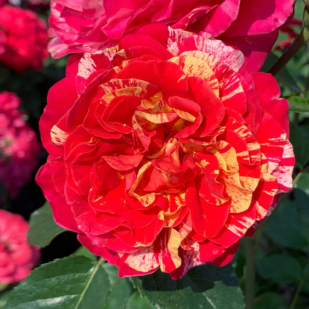 Bloomables® Winning Streak™ Rose 2 Bloomables® Winning Streak™ Rose