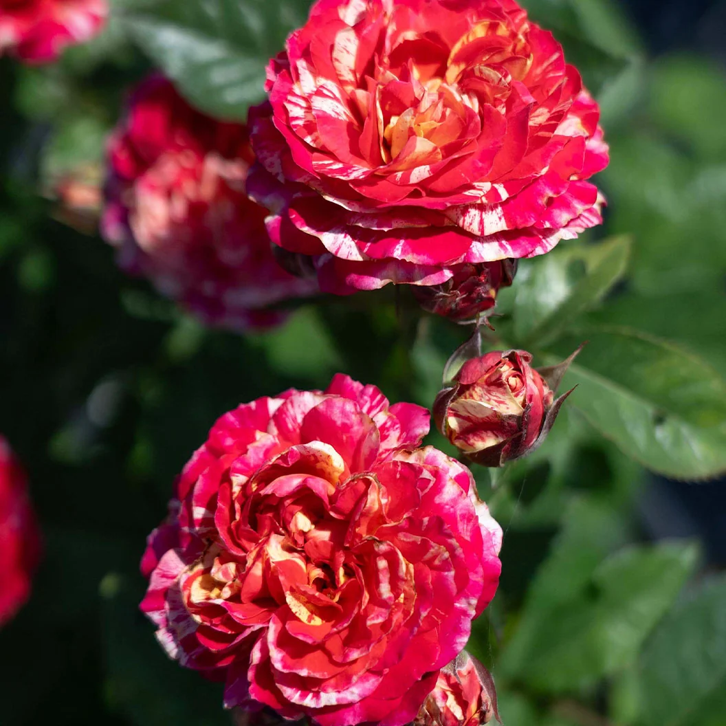 Bloomables® Winning Streak™ Rose 3 Bloomables® Winning Streak™ Rose