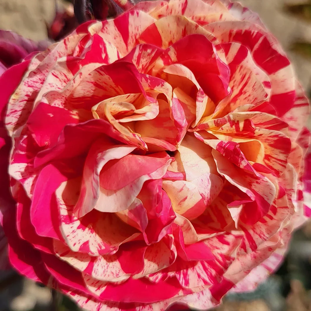 Bloomables® Winning Streak™ Rose 4 Bloomables® Winning Streak™ Rose