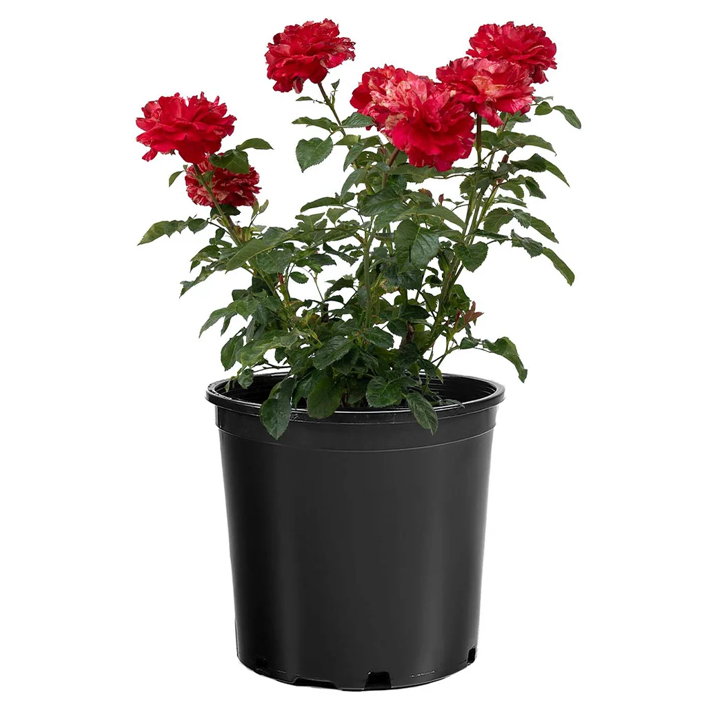 Bloomables® Winning Streak™ Rose 5 Bloomables® Winning Streak™ Rose