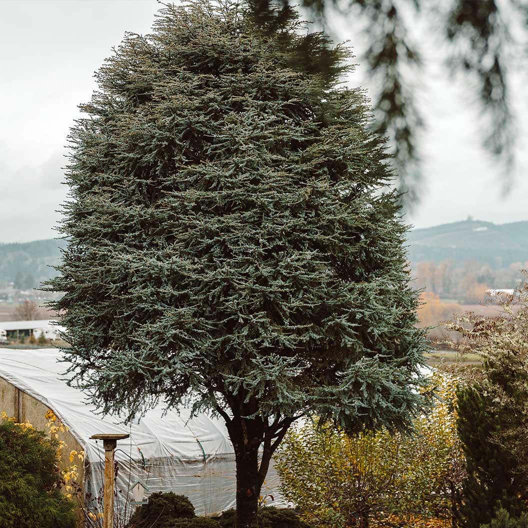 Horstmann Blue Atlas Cedar Tree 1 Horstmann Blue Atlas Cedar Tree