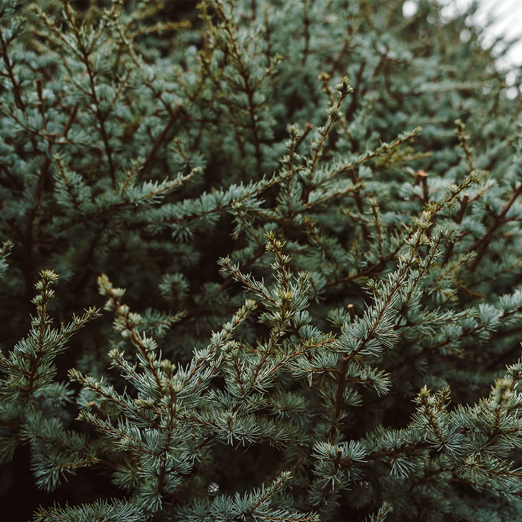Horstmann Blue Atlas Cedar Tree 3 Horstmann Blue Atlas Cedar Tree