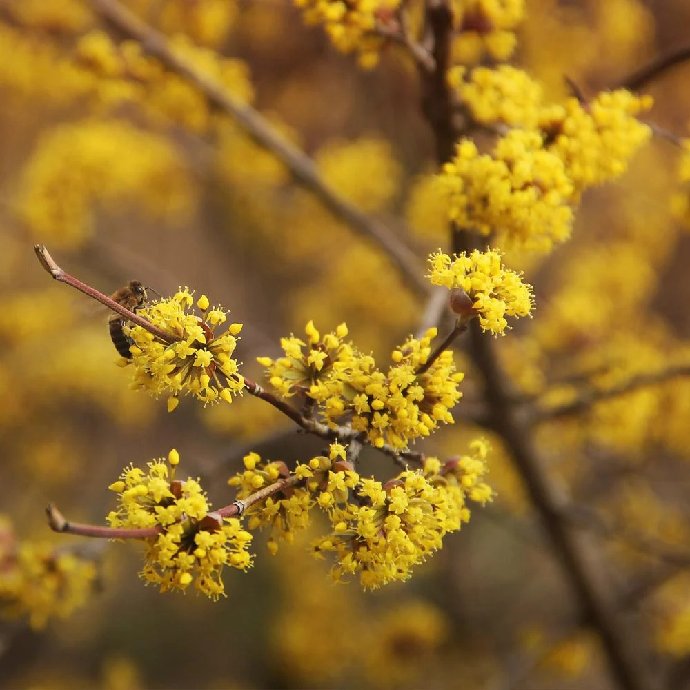 Cornelian Cherry Dogwood Tree 2 Cornelian Cherry Dogwood Tree
