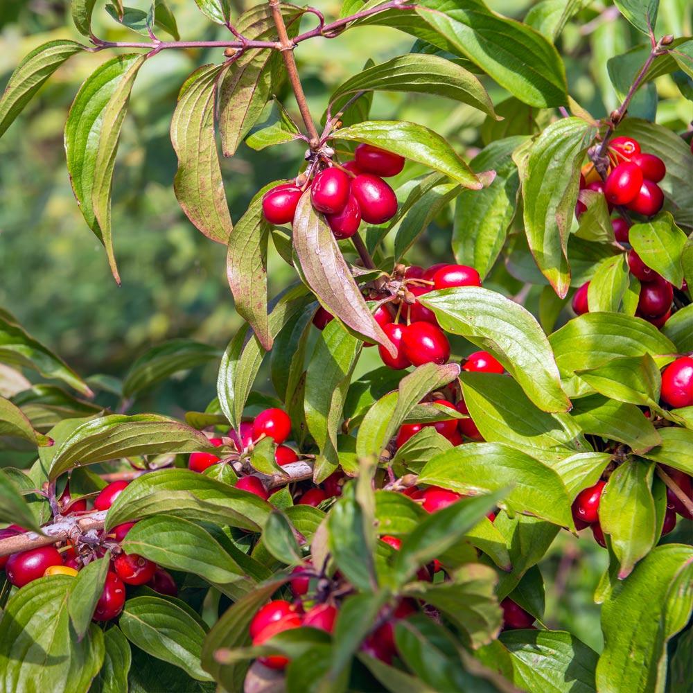 Cornelian Cherry Dogwood Tree 3 Cornelian Cherry Dogwood Tree
