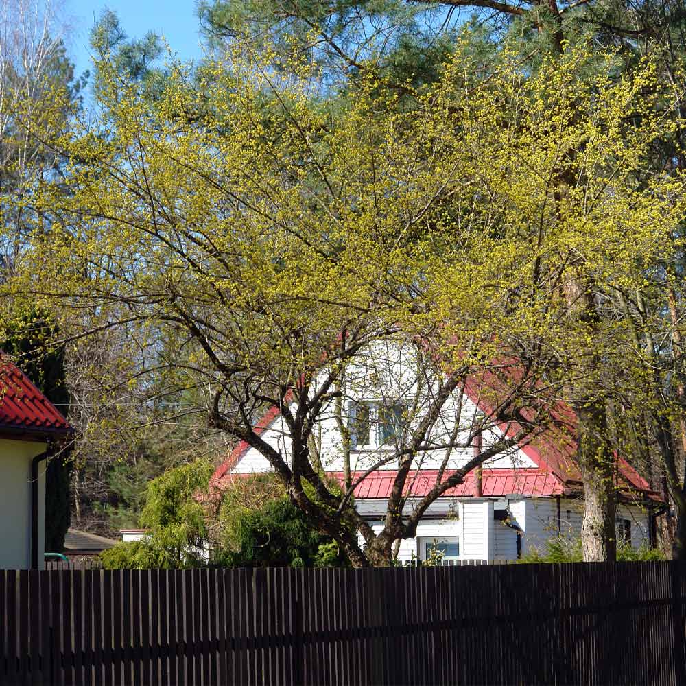Cornelian Cherry Dogwood Tree 6 Cornelian Cherry Dogwood Tree