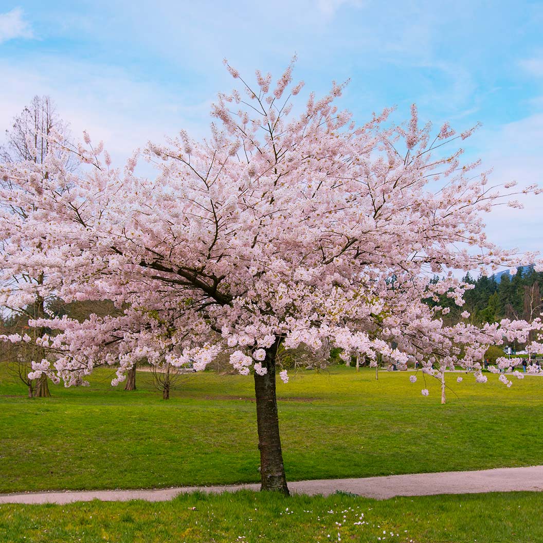 Akebono Cherry Tree 2 Akebono Cherry Tree