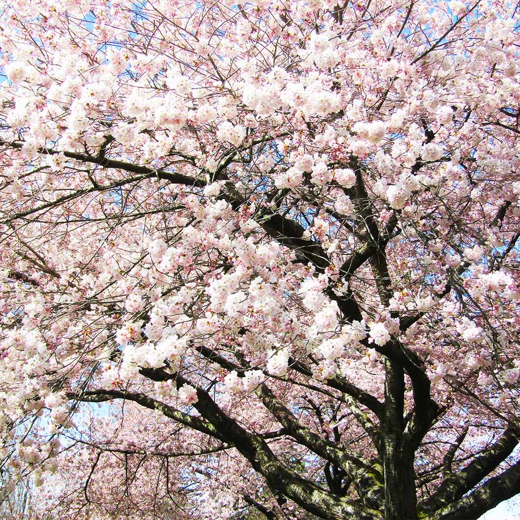 Akebono Cherry Tree 3 Akebono Cherry Tree