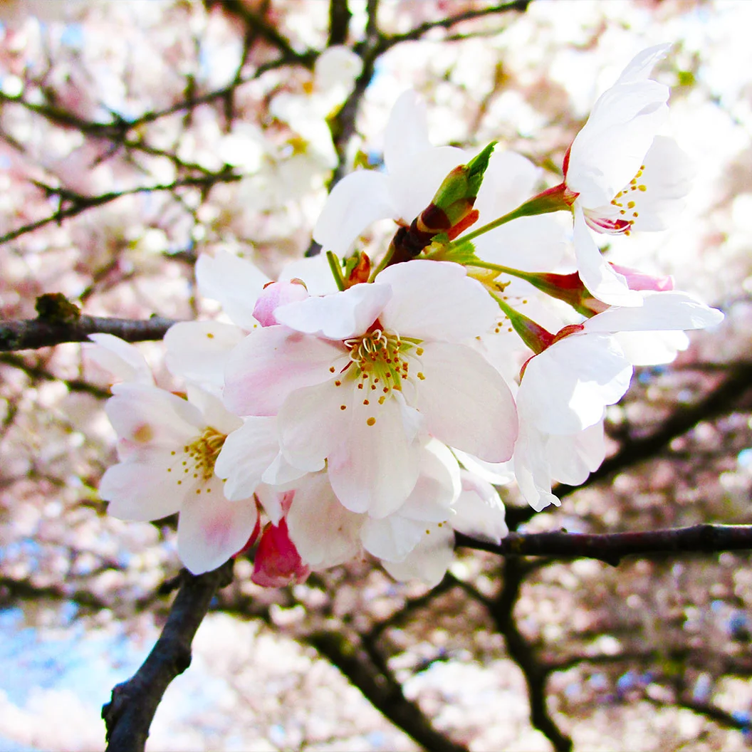 Akebono Cherry Tree 4 Akebono Cherry Tree