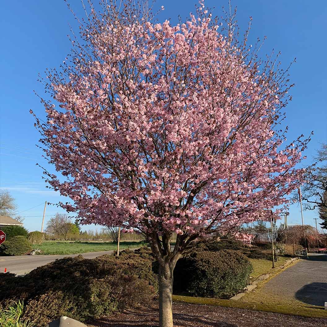Pink Flair® Cherry Tree 2 Pink Flair® Cherry Tree