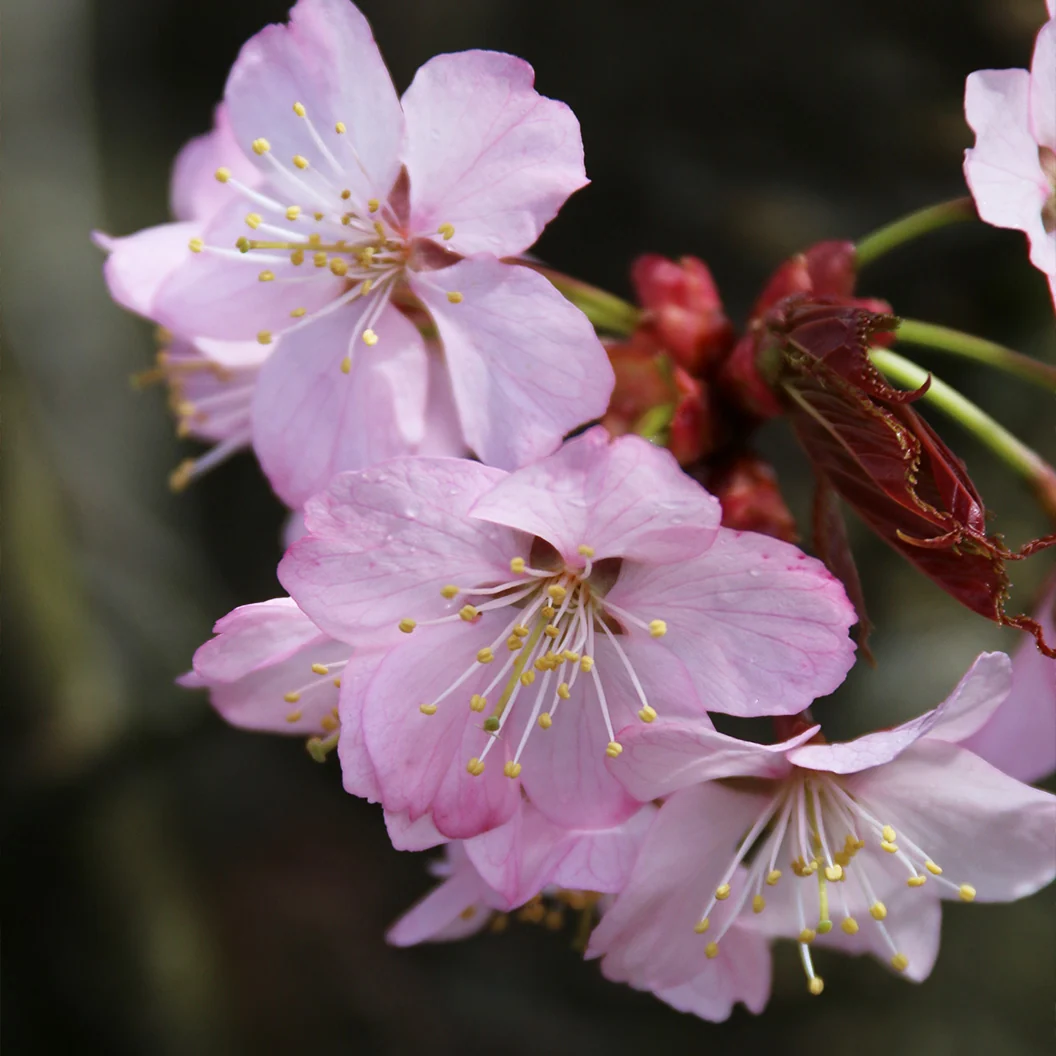 Pink Flair® Cherry Tree 4 Pink Flair® Cherry Tree