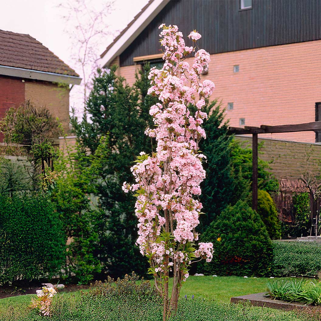 Amanogawa Flowering Cherry Tree 1 Amanogawa Flowering Cherry Tree