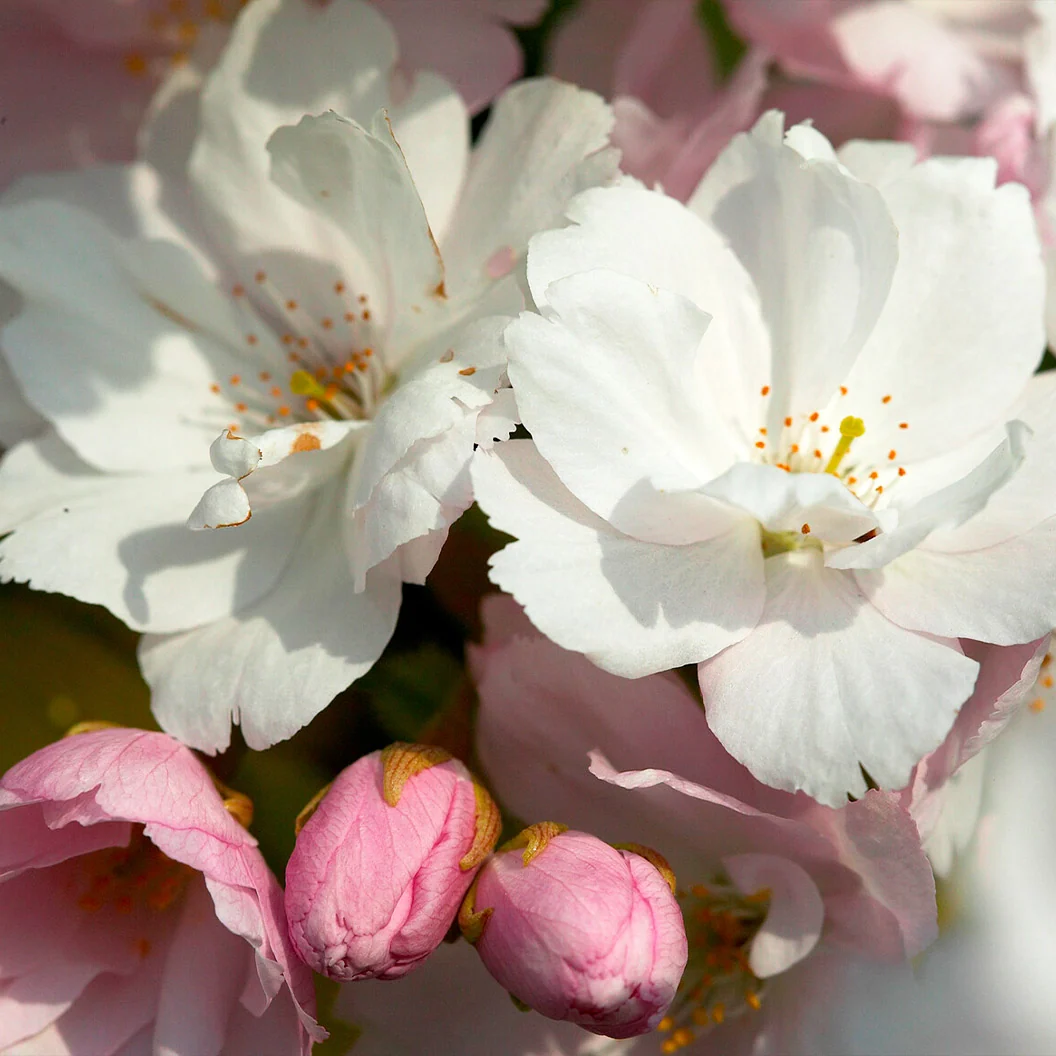 Amanogawa Flowering Cherry Tree 3 Amanogawa Flowering Cherry Tree