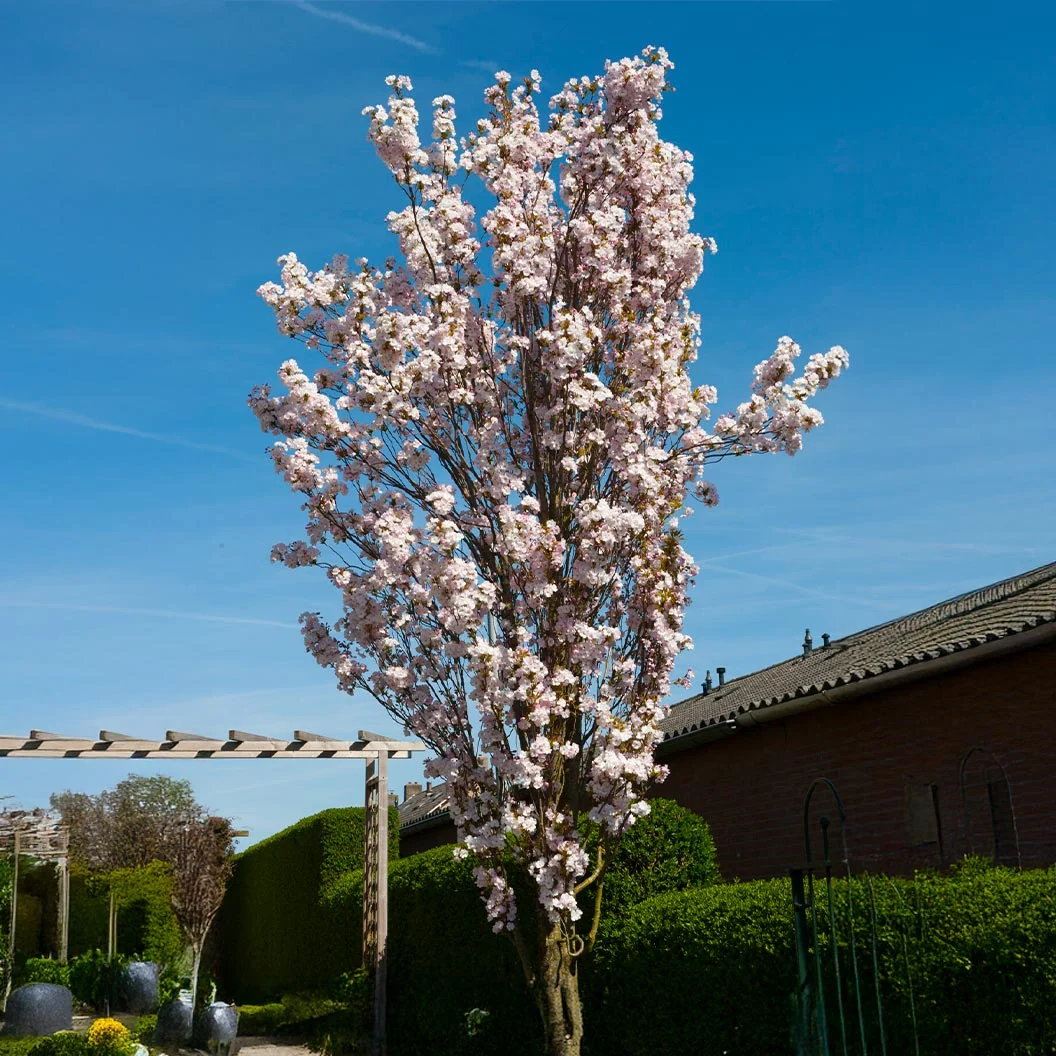 Amanogawa Flowering Cherry Tree 4 Amanogawa Flowering Cherry Tree