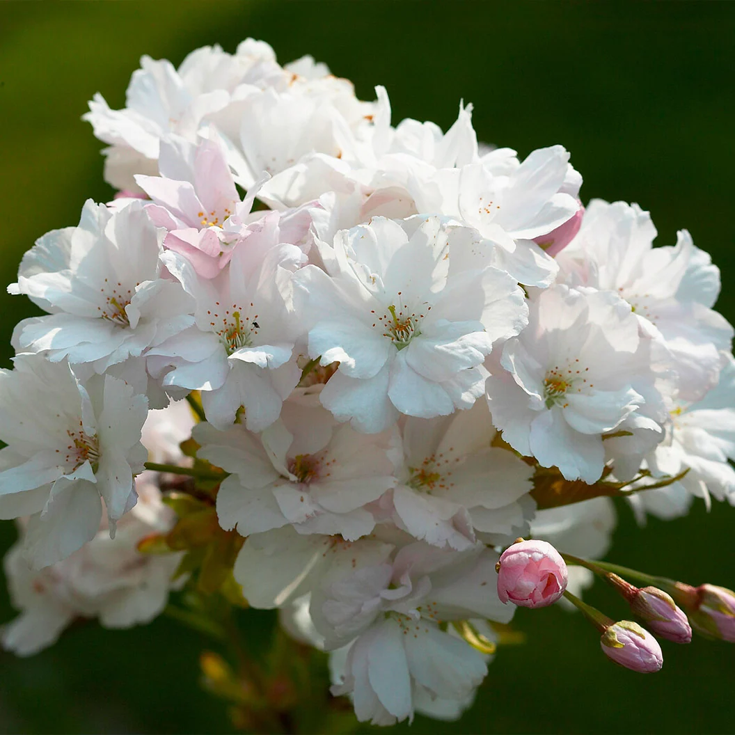 Amanogawa Flowering Cherry Tree 5 Amanogawa Flowering Cherry Tree