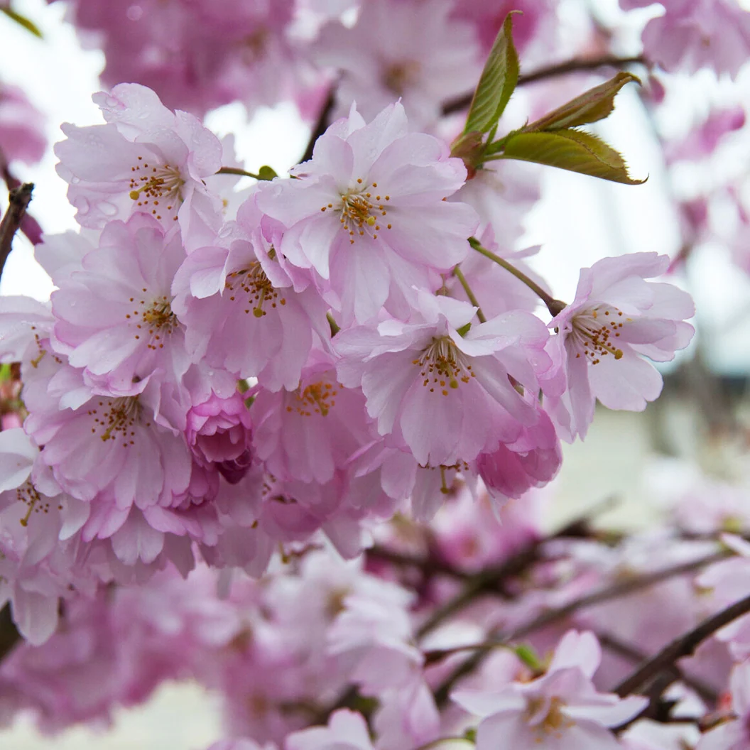 Spire Flowering Cherry Tree