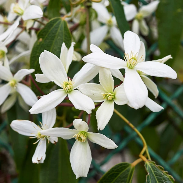 Armandii Snowdrift Clematis Vine
