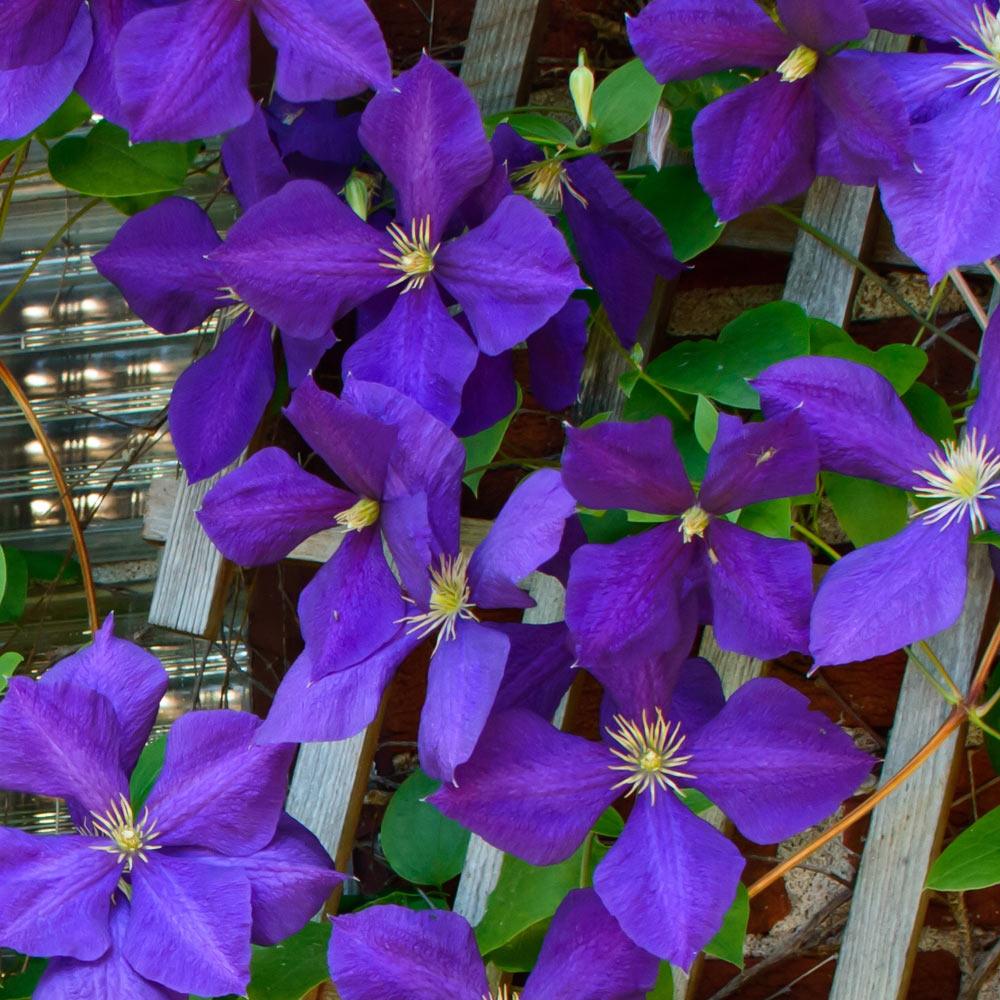 Jackmanii Clematis Vine 3 Jackmanii Clematis Vine