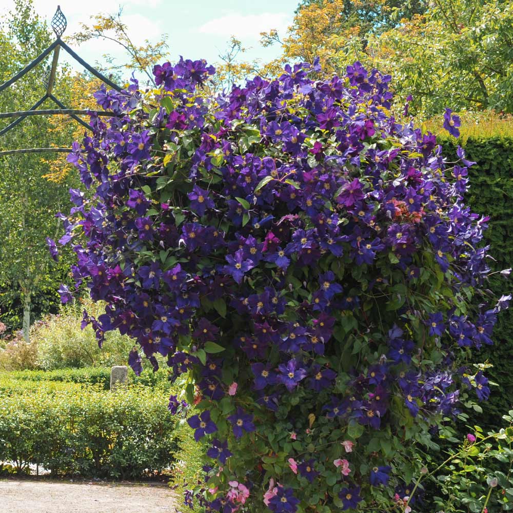 Jackmanii Clematis Vine 4 Jackmanii Clematis Vine
