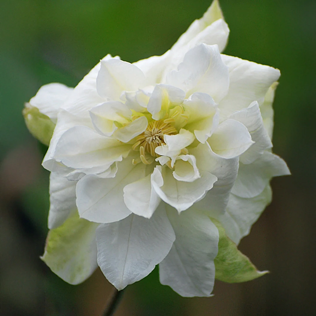 Duchess of Edinburgh Clematis Vine