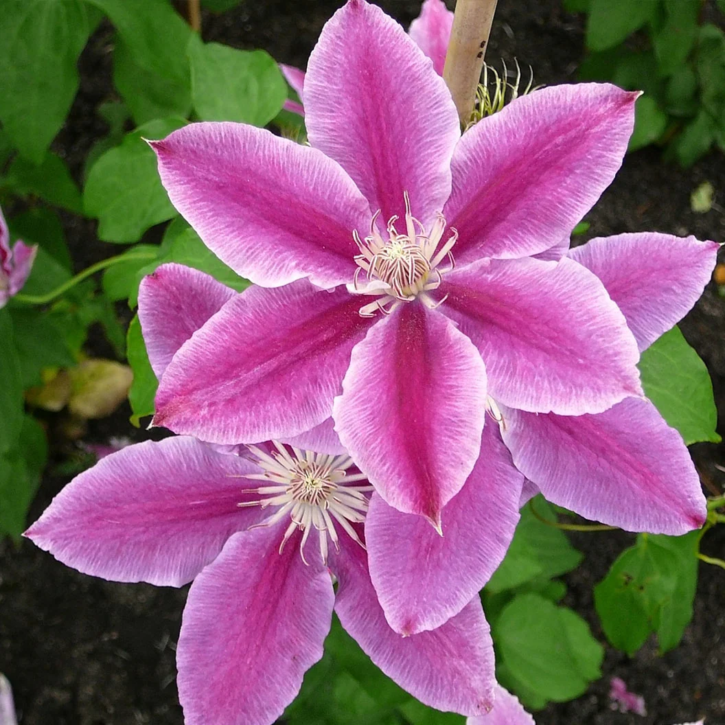 Dr. Ruppel Clematis Vine