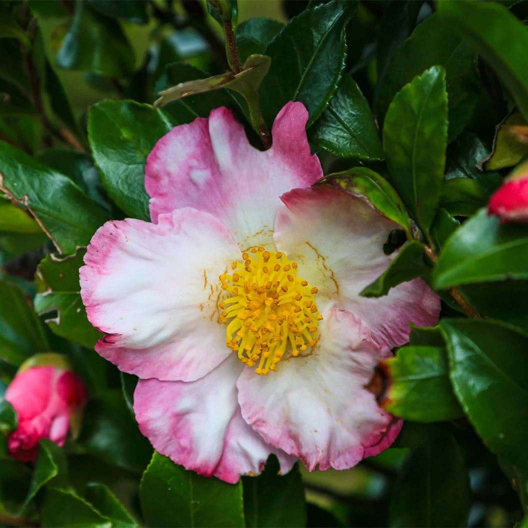 Hana-Jiman Camellia Shrub