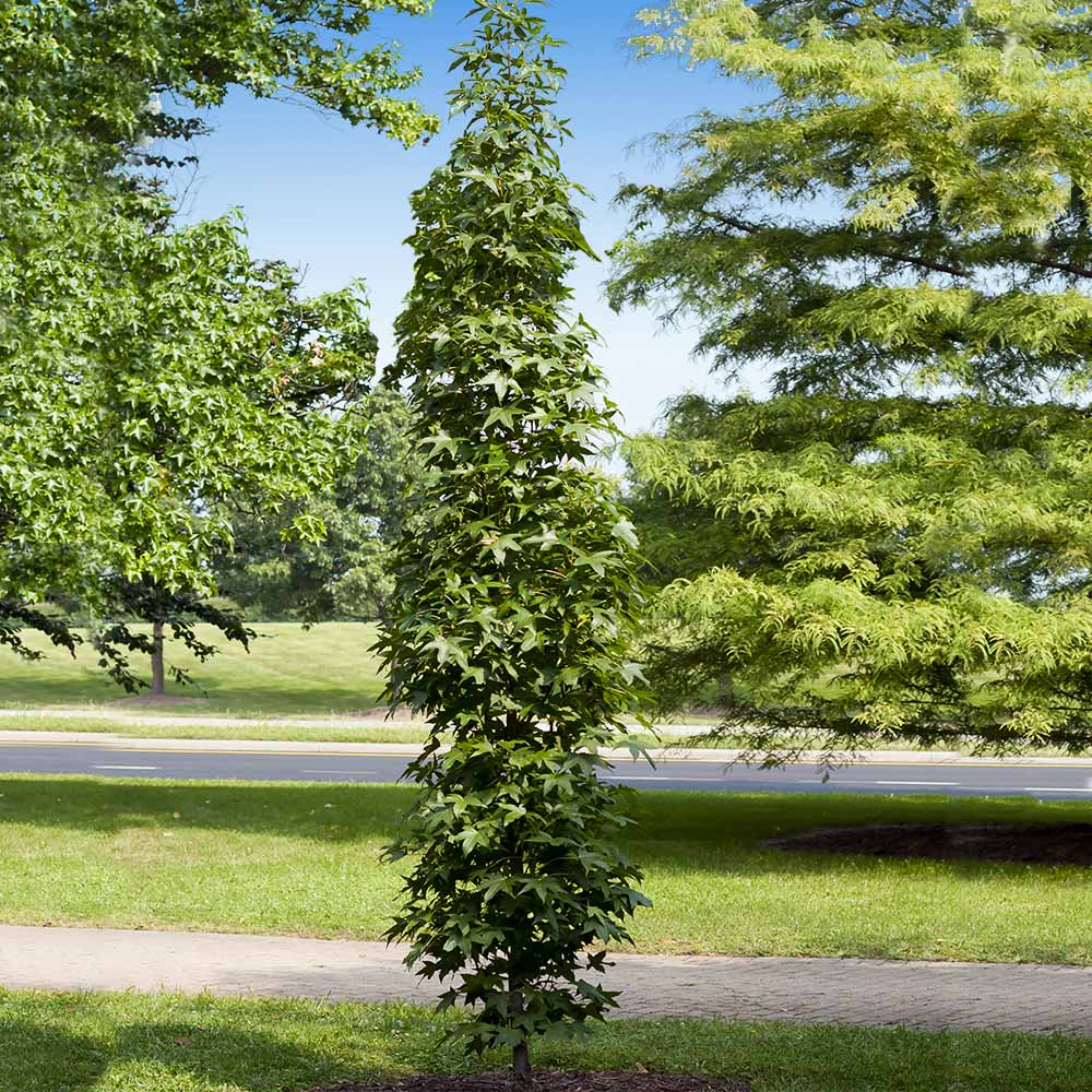 Slender Silhouette Sweetgum Tree 3 Slender Silhouette Sweetgum Tree
