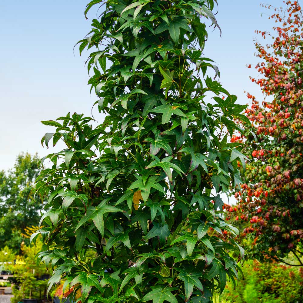 Slender Silhouette Sweetgum Tree 4 Slender Silhouette Sweetgum Tree