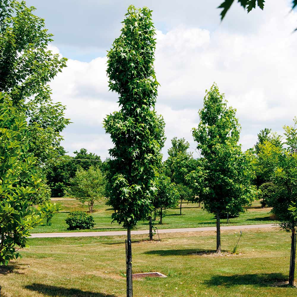 Slender Silhouette Sweetgum Tree 5 Slender Silhouette Sweetgum Tree