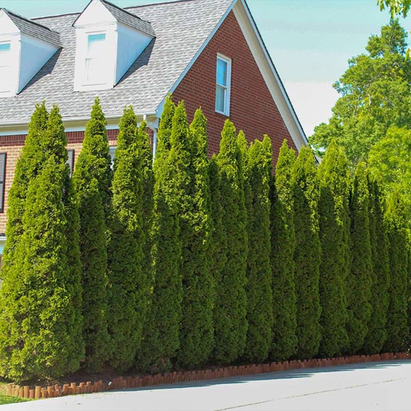 Emerald Green Arborvitae Tree 1 Emerald Green Arborvitae Tree