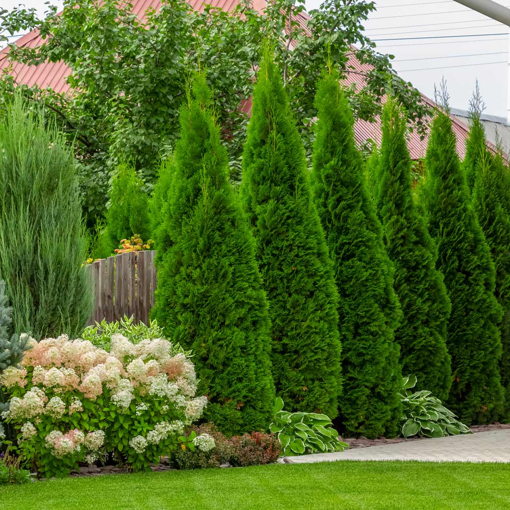 Emerald Green Arborvitae Tree 3 Emerald Green Arborvitae Tree