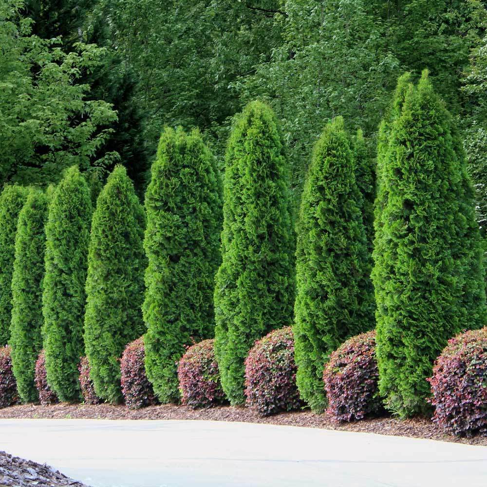 Emerald Green Arborvitae Tree 4 Emerald Green Arborvitae Tree
