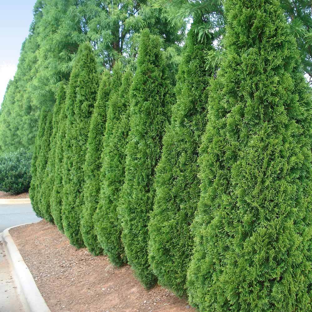 Emerald Green Arborvitae Tree 5 Emerald Green Arborvitae Tree