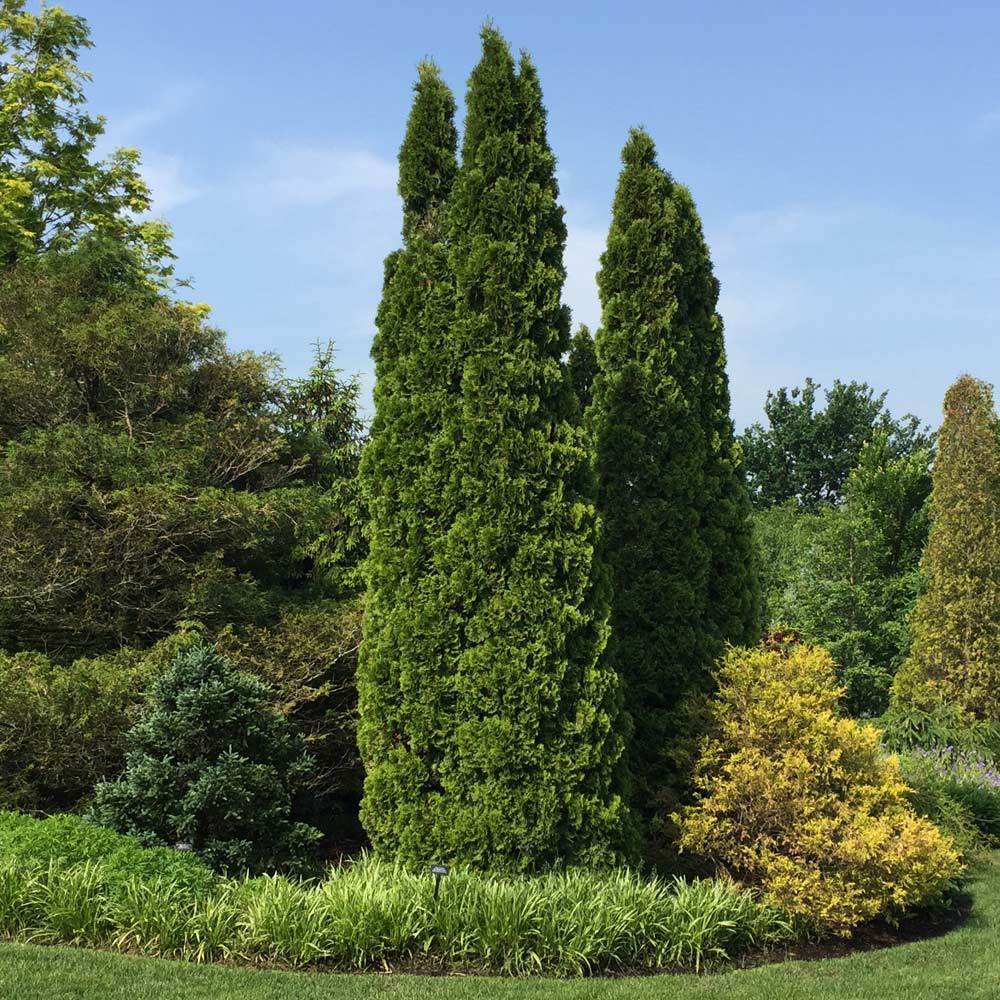 Emerald Green Arborvitae Tree 6 Emerald Green Arborvitae Tree