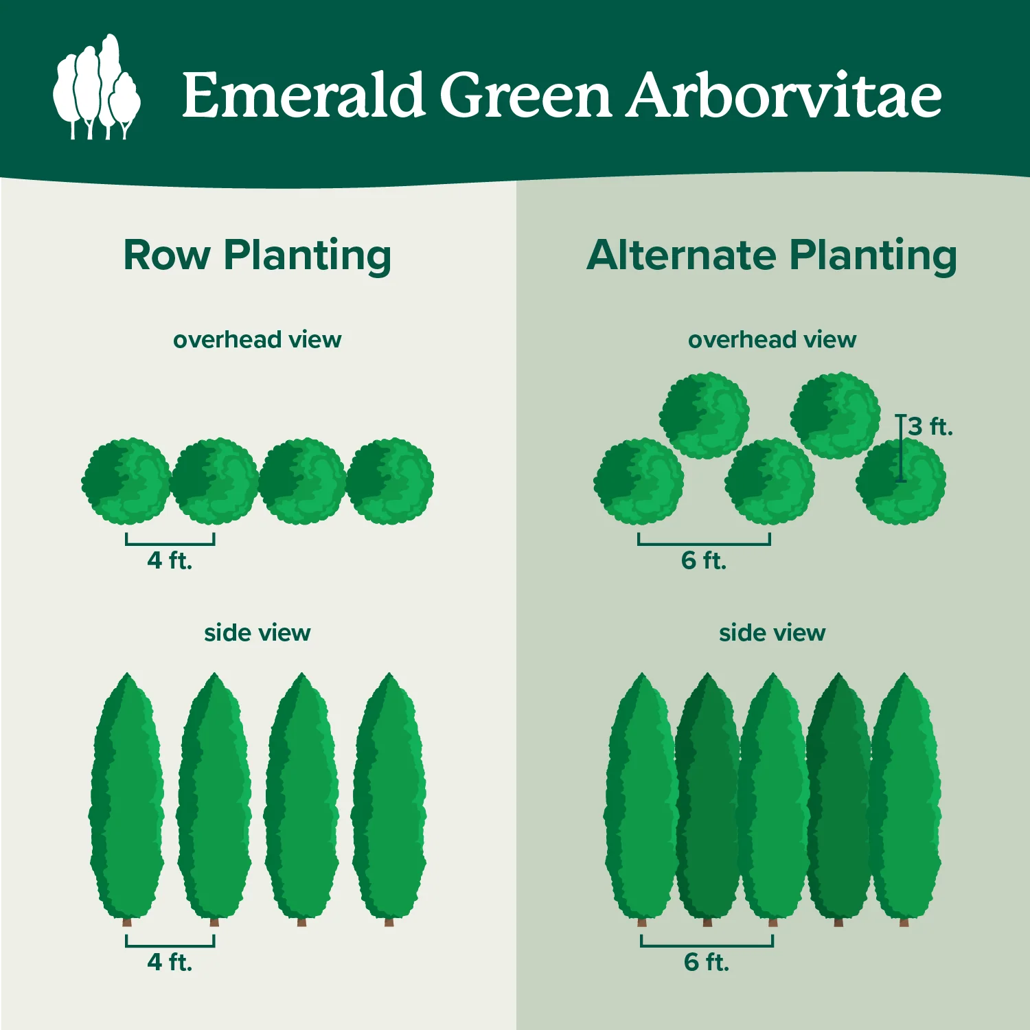 Emerald Green Arborvitae Tree 8 Emerald Green Arborvitae Tree