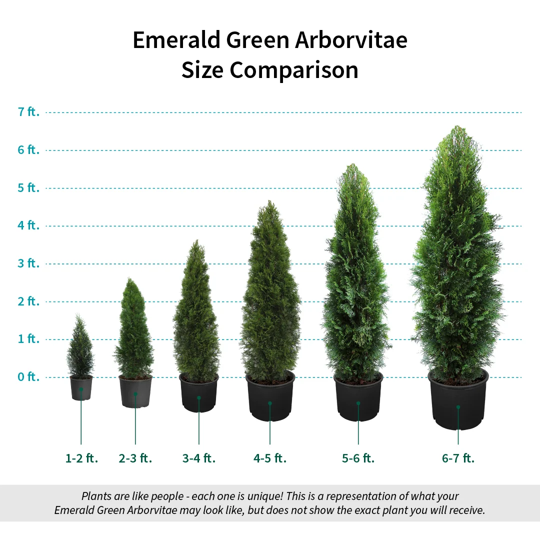 Emerald Green Arborvitae Tree 9 Emerald Green Arborvitae Tree