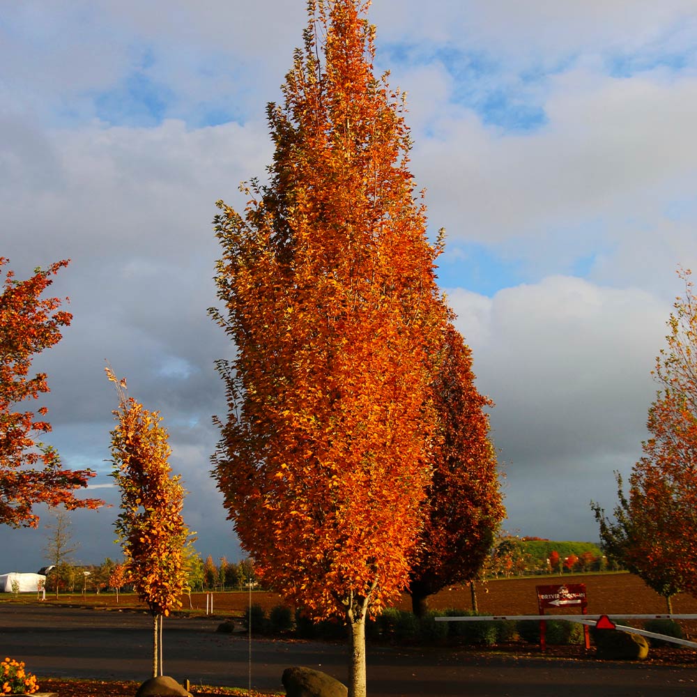 Armstrong Gold® Maple Tree 2 Armstrong Gold® Maple Tree